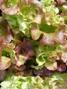 Lollo rosso lettuce