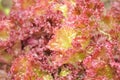 Lollo Rosso Lettuce Close-Up Royalty Free Stock Photo