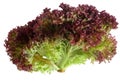 Lollo Rosso lettuce over white Royalty Free Stock Photo