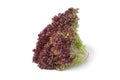 Lollo Rosso lettuce Royalty Free Stock Photo