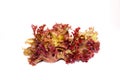 Lolo rosso or coral lettuce isolated on the white background. Royalty Free Stock Photo