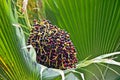 Lolou Palm Tree Berries Tropical Plant