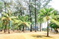 Loma Park walking tourist area of Patong beach on Phuket island in Thailand