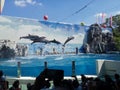 A Loma show in a big pool at Safari World & x28;an open air zoo in Bangkok, Thailand& x29;