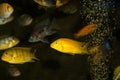 Lombardoi and african cichlids Royalty Free Stock Photo