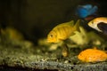 Lombardoi malawi cichlid Royalty Free Stock Photo