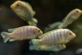 Lombardoi mbuna or Kenyi Cichlid or Maylandia lombardoi or Maylandia greshakei Royalty Free Stock Photo