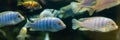 Lombardoi mbuna or Kenyi Cichlid or Maylandia lombardoi or Maylandia greshakei Royalty Free Stock Photo