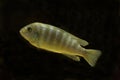 The Lombardoi mbuna, kenyi mbuna, kennyi mbuna, kenyi cichlid Maylandia lombardoi. Royalty Free Stock Photo