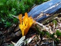 Italy, Lombardy, Foppolo, Orobie Alps, Mountain forest mushrooms