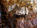 Italy, Lombardy, Foppolo, Orobie Alps, stream frog