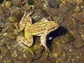 Italy, Lombardy, Foppolo, Orobie Alps, stream frog