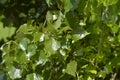 Lombardy poplar Royalty Free Stock Photo