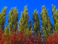 Lombardy Poplar Tree Tops Against Blue Sky On A Windy Day. Abstract Natural Background. Autumn Trees, Colorful Fall Foliage. Royalty Free Stock Photo