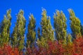 Lombardy Poplar Tree Tops Against Blue Sky On A Windy Day. Abstract Natural Background. Autumn Trees, Colorful Fall Foliage. Royalty Free Stock Photo