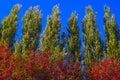 Lombardy Poplar Tree Tops Against Blue Sky On A Windy Day. Abstract Natural Background. Autumn Trees, Colorful Fall Foliage. Royalty Free Stock Photo