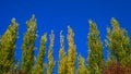 Lombardy Poplar Tree Tops Against Blue Sky On A Windy Day. Abstract Natural Background. Autumn Trees, Colorful Fall Foliage. Royalty Free Stock Photo