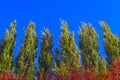 Lombardy Poplar Tree Tops Against Blue Sky On A Windy Day. Abstract Natural Background. Autumn Trees, Colorful Fall Foliage Royalty Free Stock Photo