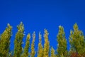 Lombardy Poplar Tree Tops Against Blue Sky On A Windy Day. Abstract Natural Background. Autumn Trees, Colorful Fall Foliage. Royalty Free Stock Photo