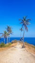 Lombok - A man climbing a palm tree Royalty Free Stock Photo