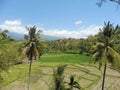Lombok Senaru rice field with palm trees hike on a sunny day Royalty Free Stock Photo