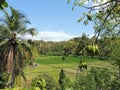 Lombok Senaru rice field with palm trees hike on a sunny day Royalty Free Stock Photo