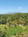 Lombok Senaru rice field with palm trees hike on a sunny day view on mount Rinjani Royalty Free Stock Photo