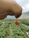 lombok strawberry love Royalty Free Stock Photo