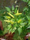 Cayenne pepper is very spicy, pepper is young, pepper is ready to harvest