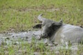 Buffalo rests lying down in the mud