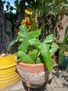 Lompong tree in a clay pot Royalty Free Stock Photo