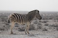 Lonaly striped zebra with curious muzzles on African savanna in dry season in dusty waterless day. Safari in Namibia.