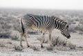 Lonaly striped zebra with curious muzzles on African savanna in dry season in dusty waterless day. Safari in Namibia.