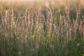 Lond grass Royalty Free Stock Photo