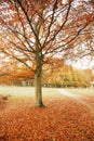 London Autum, Richmond Park