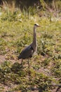 London. Beautiful Crane bird walking don the park in Central Park of the City