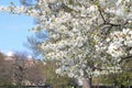 London. City. Kensington Gardens in spring. Apple tree in blossom. Kensington gardens one of the royal residences of british monar Royalty Free Stock Photo