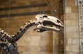 London. Dinosaurs display in National history museum and lots of people around the artefact