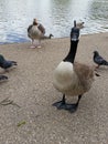 London ducks