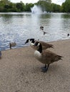 London ducks