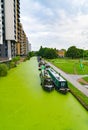 Narrow-boats moored along algae covered Regents Canal, London with park on one side of canal and high apartment buildings on other Royalty Free Stock Photo