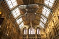 LONDON. England - 08/20/2019: The Natural History Museum houses specimens of life and earth sciences that include articles on