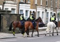 Horses ridden by officers of the Metropolitan Police Mounted Branch leaving stables to exercising the animals on kings cross road