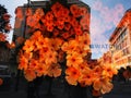 London, England - September 28 2015 : Ice watch window shop with flowers at Oxford street Royalty Free Stock Photo