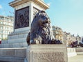 The LionÃ¢â¬â¢s statue at the base of the Nelson`s Column, monument in Trafalgar Square, City of WestMinster. Royalty Free Stock Photo