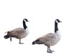 2 Canada Geese on White Background