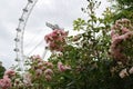 The London Eye, England Royalty Free Stock Photo