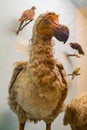 Dodo bird model display in The Natural History Museum