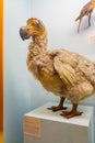 Dodo bird model display in The Natural History Museum