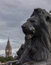 Lion and Big Ben in London Royalty Free Stock Photo